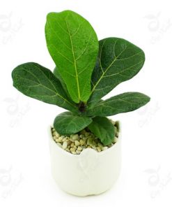 Tiểu cảnh Composite 04