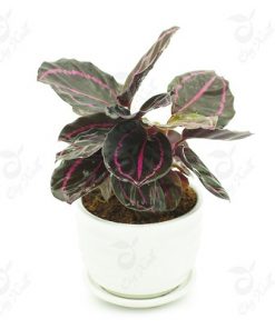 Cây Đuôi Công Tím