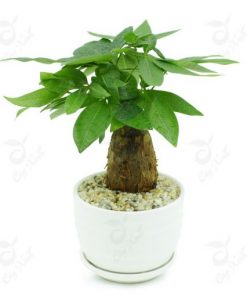 Tiểu cảnh Composite 01