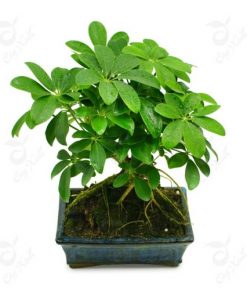 Tiểu cảnh Composite 03