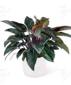 Tiểu cảnh Composite 02